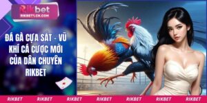 Đá gà cựa sắt