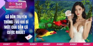 Gà đòn truyền thống